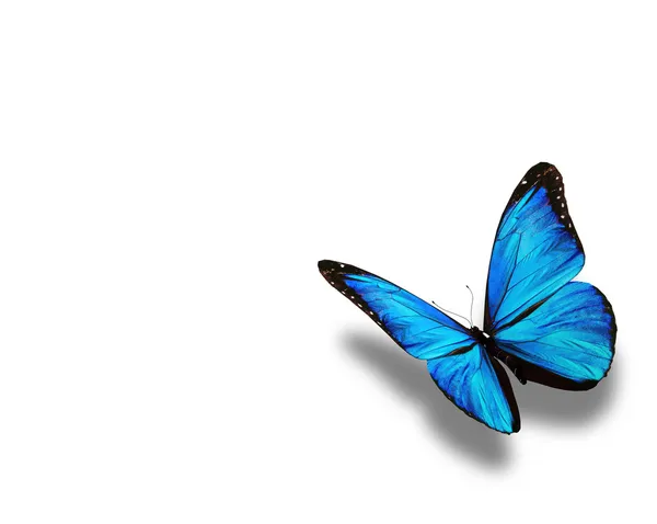 Голубая бабочка, изолированная на белой — стоковое фото