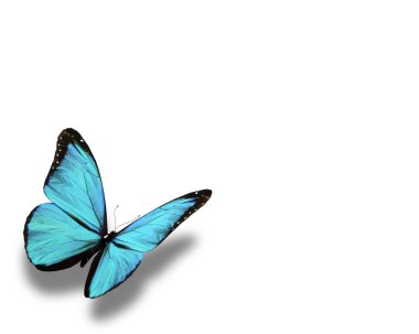 beyaz izole mavi kelebek