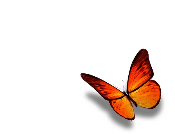 Papillon orange, isolé sur blanc — Photo