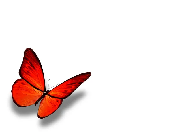 Mariposa naranja, aislada sobre blanco — Foto de Stock