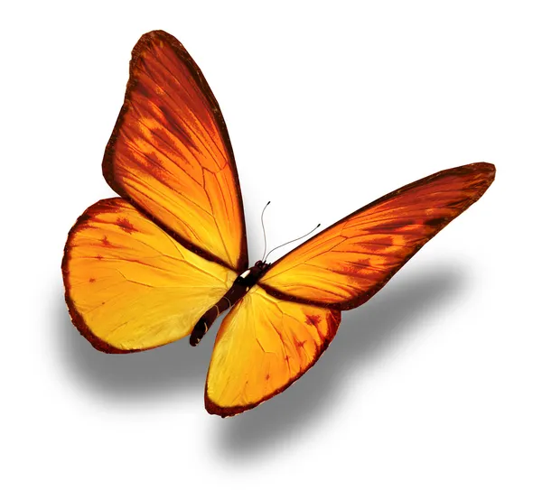 Желтая бабочка, изолированная на белой — стоковое фото