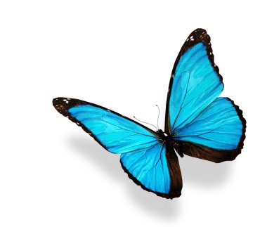 beyaz izole mavi kelebekler