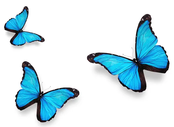 Drie vlinders "morpho", geïsoleerd op wit blauw — Stockfoto