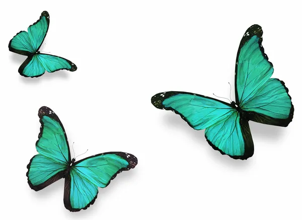 Drei grüne Schmetterlinge "morpho", isoliert auf weiß — Stockfoto