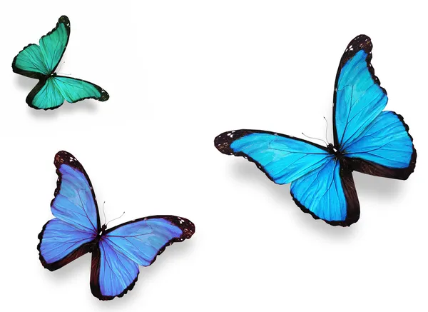 Tres mariposas "morpho", aisladas en blanco — Foto de Stock