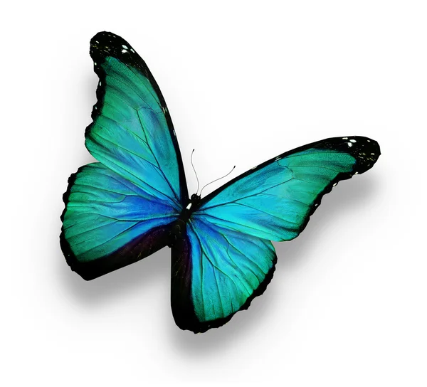 Mariposa azul-verde, aislada sobre blanco — Foto de Stock