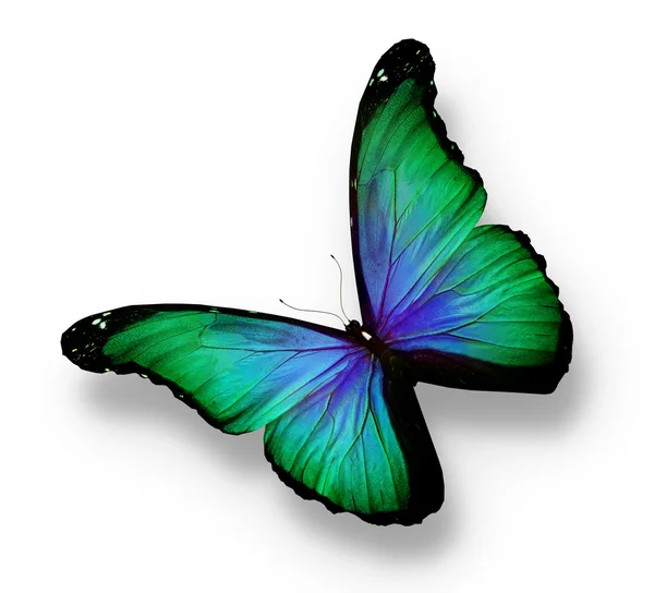Groene, blauwe vlinder, geïsoleerd op wit — Stockfoto