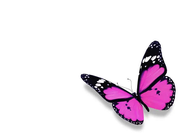 Violet vlinder op witte achtergrond — Stockfoto