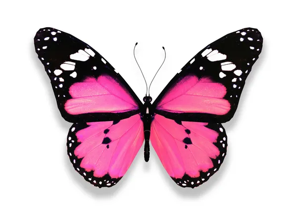 Růžový motýl, izolované na bílém — Stock fotografie