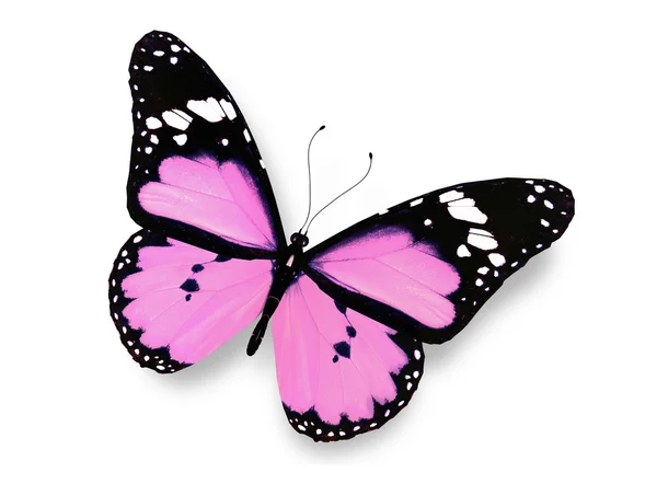 Roze vlinder, geïsoleerd op wit — Stockfoto