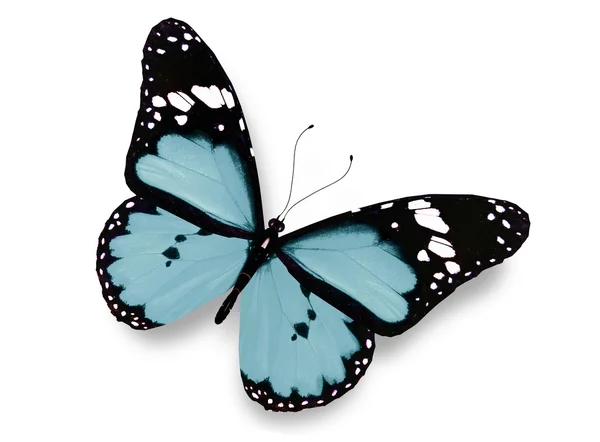 Mariposa azul, aislada en blanco — Foto de Stock