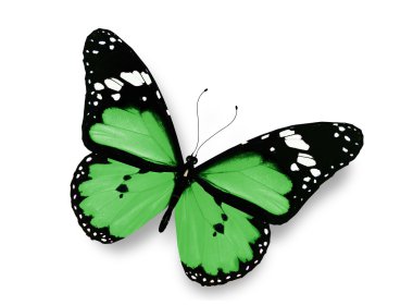 beyaz izole yeşil kelebek