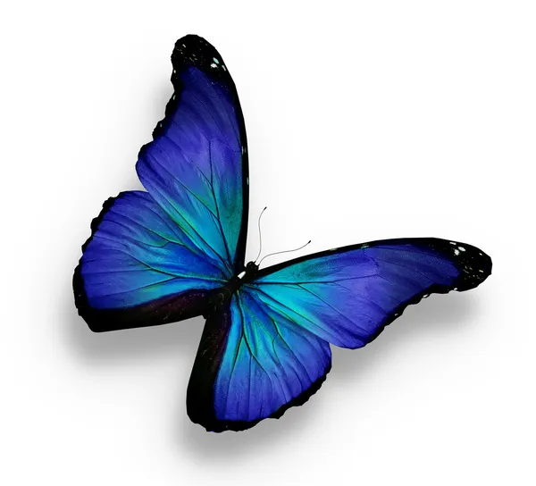 Ciemny niebieski motyl, na białym tle — Zdjęcie stockowe