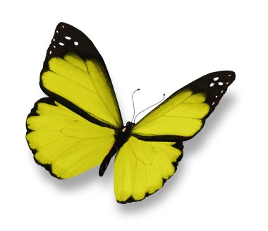 beyaz izole sarı kelebek