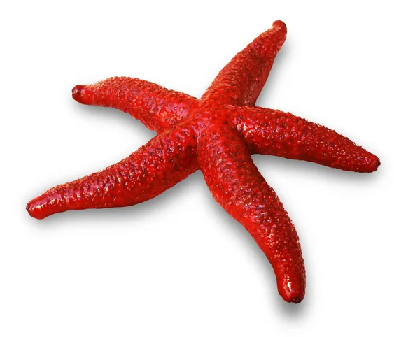 stock image Red sea star isolated on white