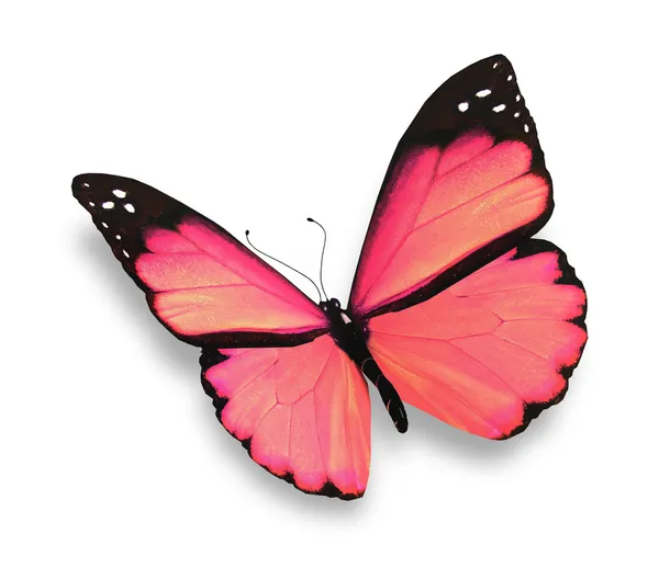 Ροζ πεταλούδα, που απομονώνονται σε λευκό — Φωτογραφία Αρχείου