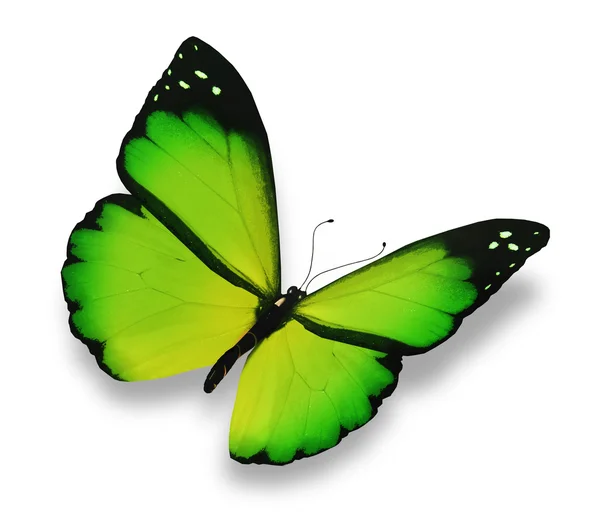 Зеленая бабочка, изолированная на белом — стоковое фото