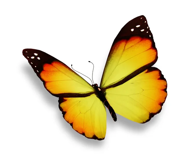 Oranje vlinder, geïsoleerd op wit — Stockfoto
