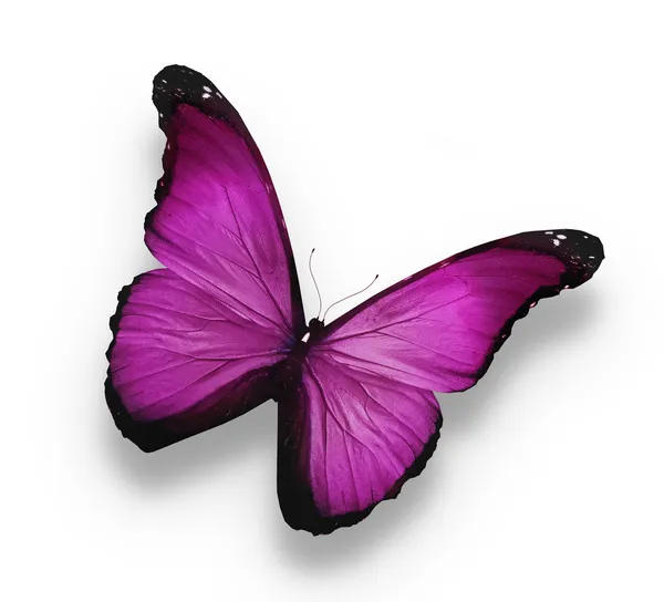 暗い紫色の蝶、白で隔離されます。 — ストック写真