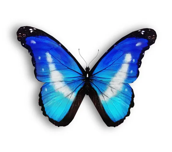 Blauwe vlinder, geïsoleerd op wit — Stockfoto