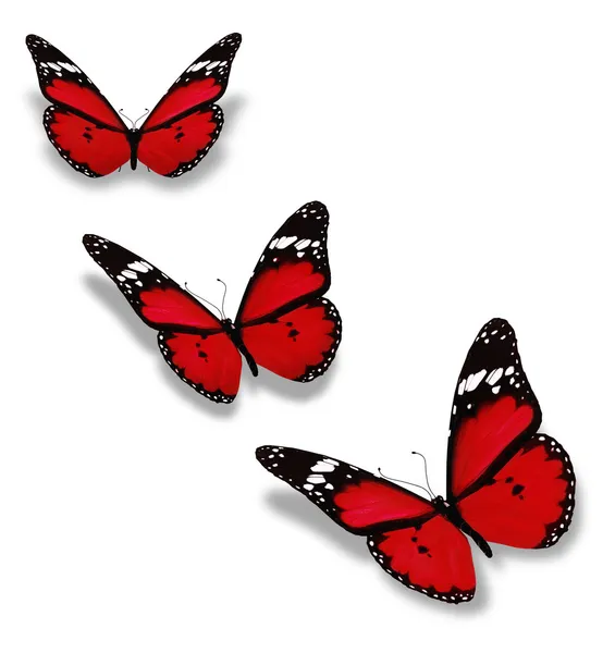 Τρεις κόκκινες πεταλούδες που απομονώνονται σε λευκό — Φωτογραφία Αρχείου