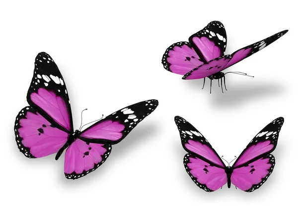 Três borboletas violetas, isoladas em branco — Fotografia de Stock