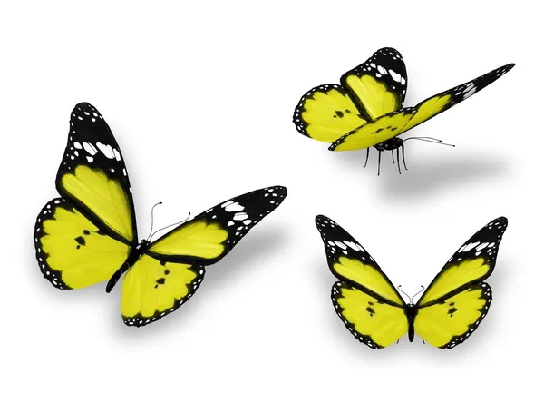 Tre gula fjärilar, isolerad på vit — Stockfoto