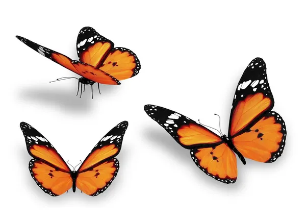 Tři oranžové motýly, izolované na bílém — Stock fotografie