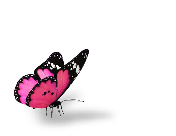 ピンクの蝶は、白い背景で隔離 — ストック写真