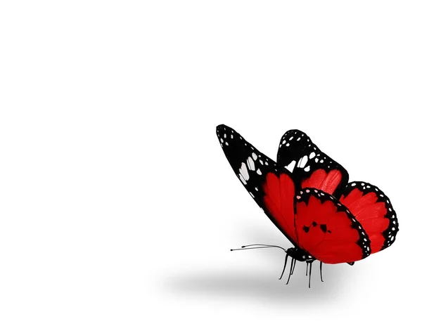 Червоний метелик, ізольований на білому тлі — стокове фото