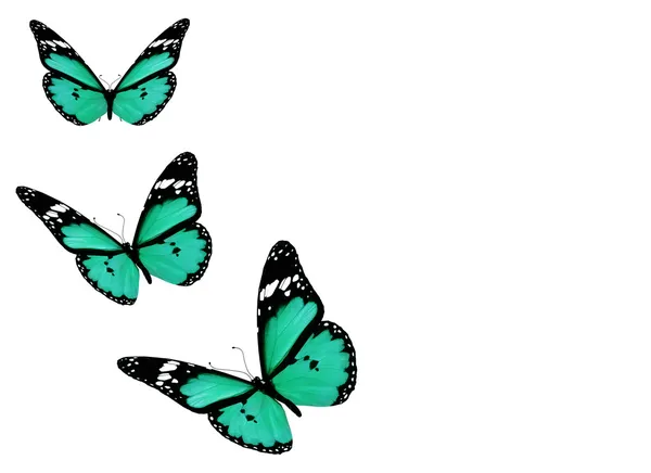 Trzy niebieskie motyle na białym tle — Zdjęcie stockowe