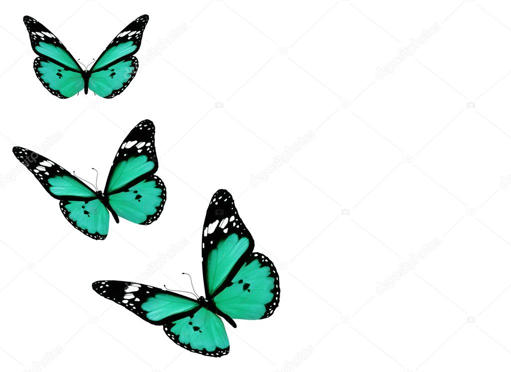 Three blue butterflies, isolated on white background — Stock Photo ...