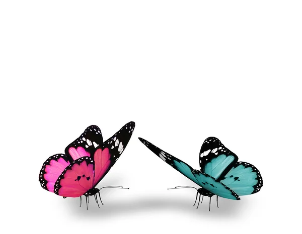Розовая и голубая бабочка, изолированная на белом фоне — стоковое фото