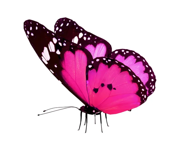 Розовая бабочка, изолированная на белом — стоковое фото