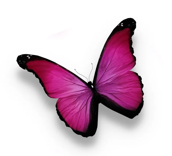 Fioletowy motyl, na białym tle — Zdjęcie stockowe