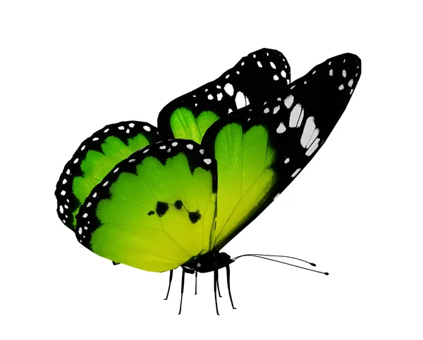 Grön fjäril, isolerad på vit — Stockfoto