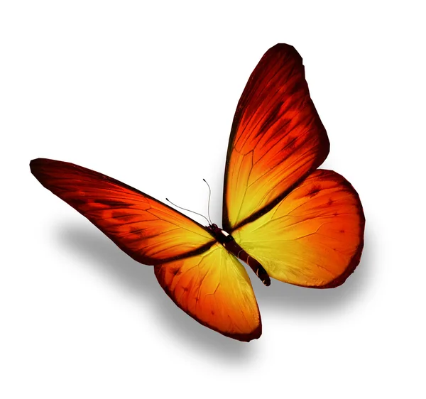 Beyaz arka plan üzerinde izole sarı-turuncu kelebek — Stok fotoğraf