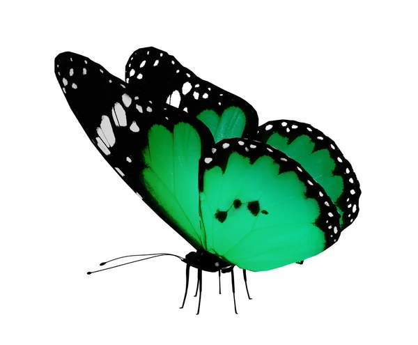 Papillon vert, isolé sur blanc — Photo
