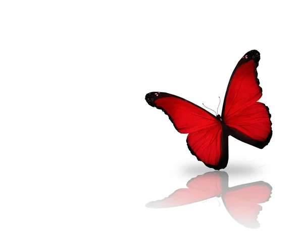 明るい赤の蝶、白い背景で隔離 — ストック写真
