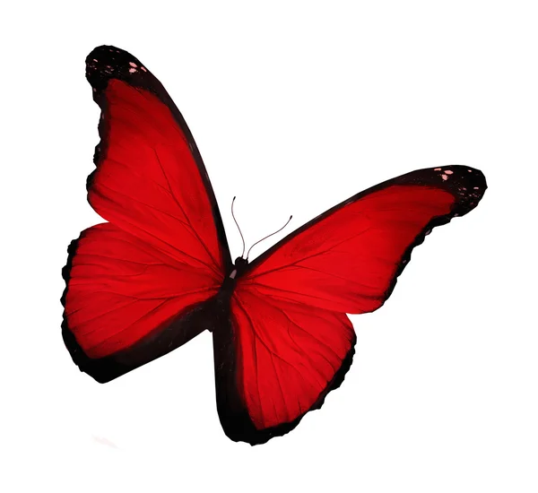 白で隔離され、明るい赤い蝶 — ストック写真