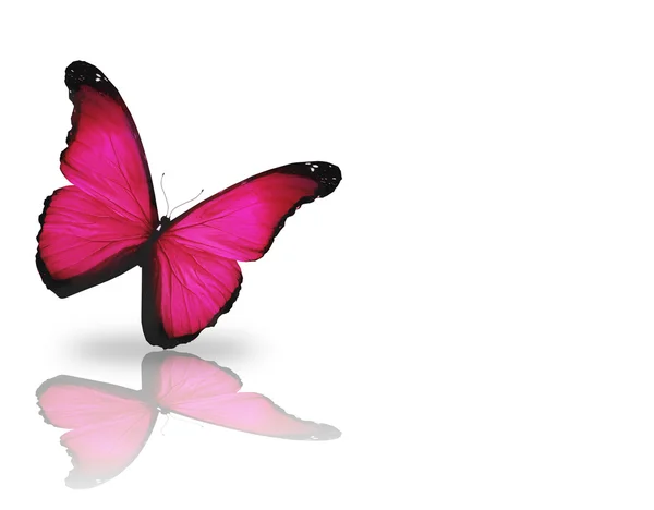 Mariposa rosa brillante, aislada sobre fondo blanco —  Fotos de Stock