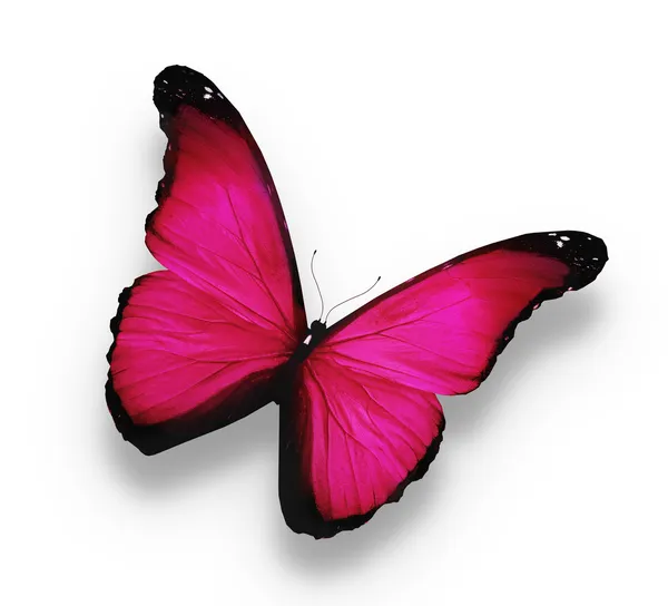 明亮的粉红蝴蝶，孤立在白色 — 图库照片