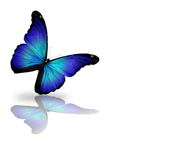 Tmavě modrý motýl, izolovaných na bílém pozadí — Stock fotografie