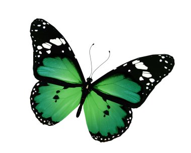 Yeşil kelebek uçuyor, izole üzerinde beyaz