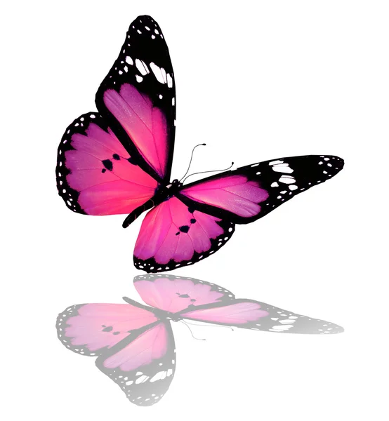 Różowo fioletowy motyl na białym tle — Zdjęcie stockowe