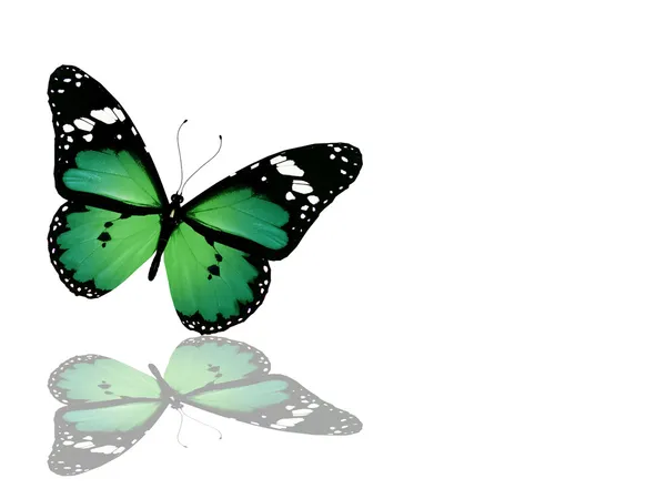 Zöld pillangó, elszigetelt fehér background — Stock Fotó