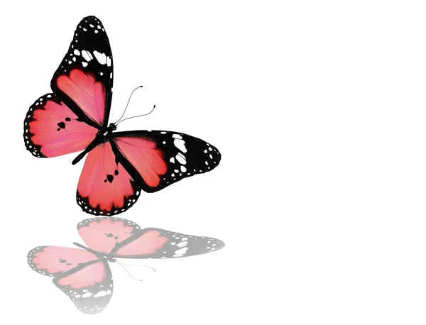 Рожевий метелик, ізольований на білому — стокове фото