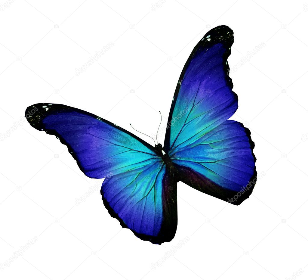 Dark blue turquoise butterfly, isolated on white