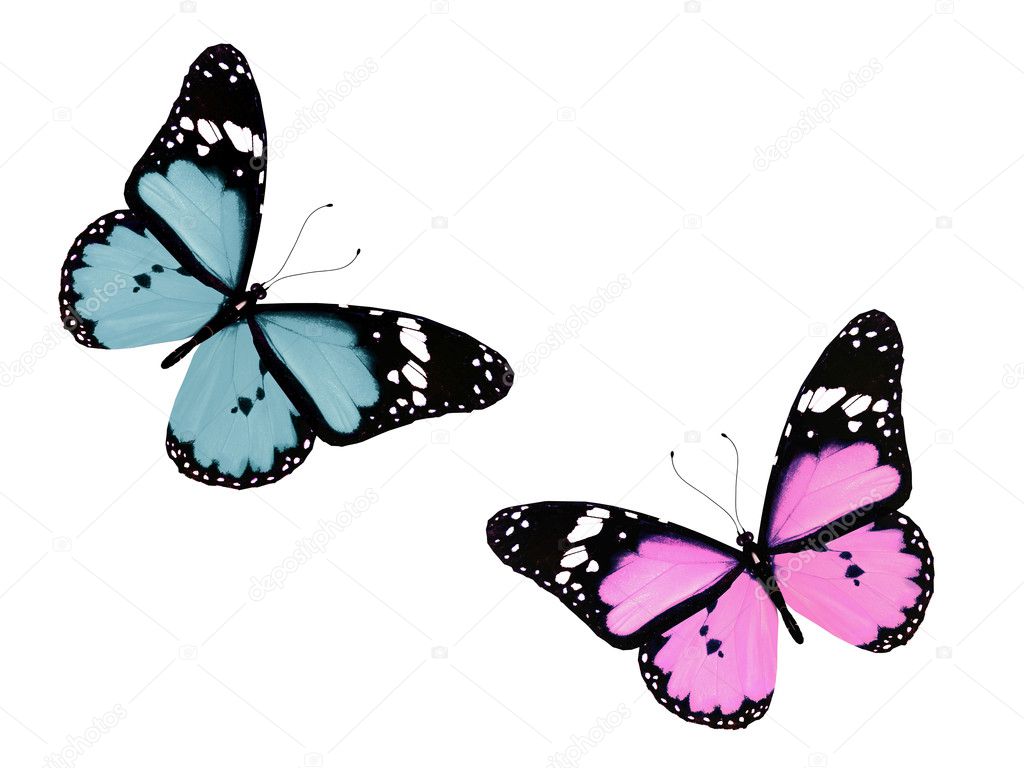 Pink and blue butterfles flying, isolated on white background