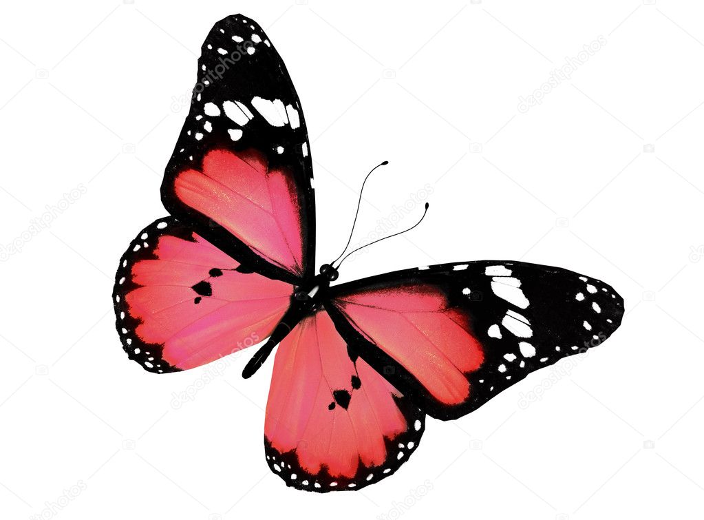 Pink butterfly flying, isolated on white — Stock Photo © sun_tiger #9137007